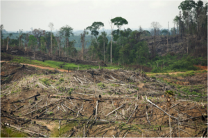 Sumatra rainforest