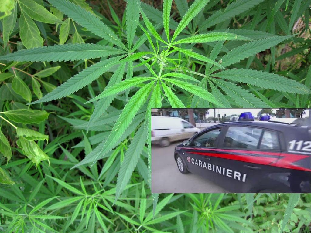 marijuana carabinieri