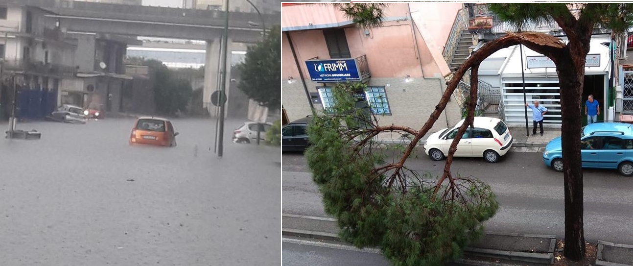 foto albero auto Casalnuovo