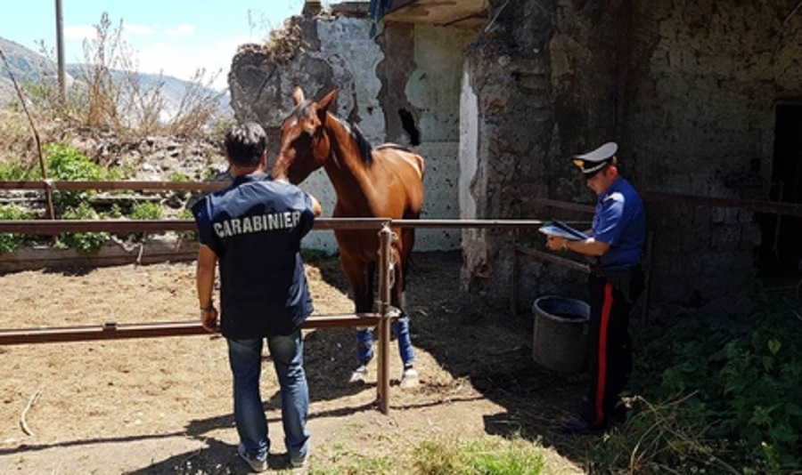 acerra cavallo dopato