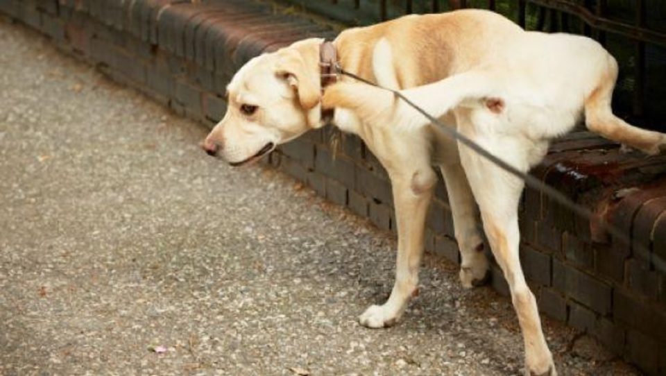 acerra multe proprietari cani